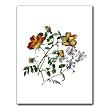 Wild Rose Bouquet - Gift Enclosure Cards (set of 12)