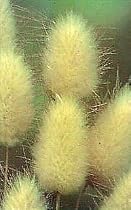 Bunny Tails Ornamental Grass 4 Plants-Lagurus-Perennial