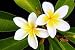 Glorious Frangipani (plumeria) Tropical Flowers - 18