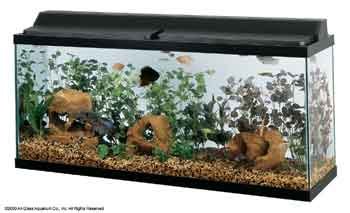 48 Fluorescent Deluxe Black Hood (Catalog Category: Aquarium / Lighting-hoods) 48 Fluorescent Deluxe Black Hood (Catalog Category: Aquarium / Lighting-hoods)