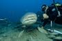 Bull Shark: World's Deadliest Shark