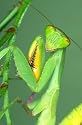 Praying Mantid 2 Egg Cases 100 to 400 Babies