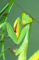Praying Mantid 2 Egg Cases 100 to 400 Babies