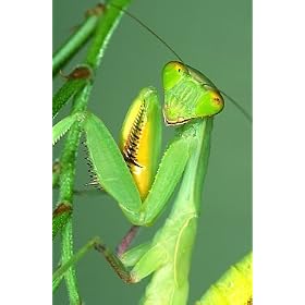Praying Mantid 2 Egg Cases 100 to 400 Babies