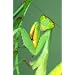 Praying Mantid 2 Egg Cases 100 to 400 Babies