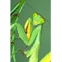 Praying Mantid 2 Egg Cases 100 to 400 Babies