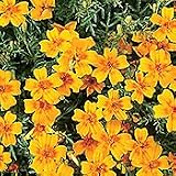 Organic Butter & Eggs Marigold - 100 Seeds - Annual