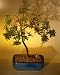 Bonsai Boy's Weeping Barbados Cherry Bonsai Tree - Large<br><i>(malpighia Pendiculata)</i>