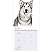Alaskan Malamute 18 Month 2016 Wall Calendar