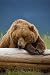 Grizzly Bear Resting on Log at Hallo Bay - Peel and Stick Wall Decal by Wallmonkeys
