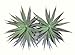 Neuhaus Decor 2 x 7.5 Agave Cacti, Artificial Plants