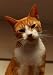 Cat Clipart/Clip Art & Stock Photo Graphic Image CD
