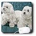 maltese46  - Dogs Maltese Two Maltese Mouse Pads