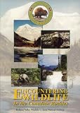 Encountering Wildlife In The Canadian Rockies