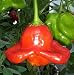 Rare Ubatuba Cambuci Pepper 10 Seeds - Hot & Ornamental - FREE SHIPPING ON ADDITIONAL HIRTS SEEDS