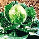 Golden Cross Hybrid Cabbage Seed Packet