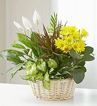 Dish Garden With Fresh Cut Flowers - Medium