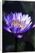 Canvas Prints of Water lily (Nymphaea sp.) from Science Photo Library