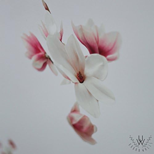 Bunny &amp; Flowers and Petals -Wall Decal Home Décor by Urban Walls