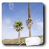 Danita Delimont - Ethiopia - Giant Lobelia, Simien Mountains, Ethiopia - AF16 MZW0139 - Martin Zwick - MousePad (mp_131557_1)