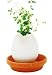 Eggling - Herb - Thyme Image