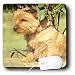 terrier0 - Dogs Norfolk Terrier Norfolk Terrier Mouse Pads