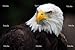 American Bald Eagle (haliaeetus Leucocephalus)' Wall DecalS - 72