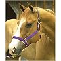 Leather Crown Safety Halter