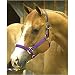 Intrepid International Leather Crown Safety Halter