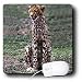 Wild animals - Cheetah - Mouse Pads