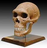 Skullduggery 0269 Neandertal Skull