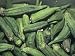 Okra Seed Pods (Abelmoschus Esculentus) Floral & Botanical Photographic Poster Print by Rob & Ann Simpson, 16x12