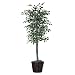Executive 72" Artificial Potted Natural Variegated Ficus Tree in Dark Green