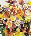 Columbine Harlequin Mixed - 1 Pkt. (50 Seeds)