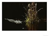 American Alligator Glides Toward a Clump of Marsh Grass on Bull's Island, South Carolina Photographic Poster Print by James P. Blair, 16x12