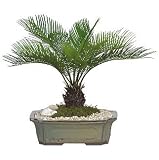 Live 12 Sago Palm Bonsai Tree