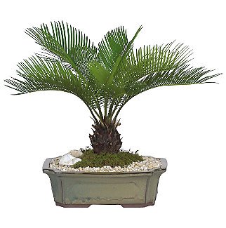 Live 12 Sago Palm Bonsai Tree