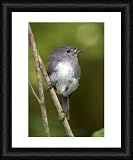 South Island Robin - adult sitting on a twig in lush temperate rainforest - Framed 20x16 Print (51x40cm) by Ardea