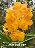 Ascda Anant Gold x V Rasri NCN