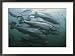 Atlantic salmon, Salmo salar, swim in a farm pen Framed Art Poster Print by Bill Curtsinger, 29x21