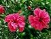 Hibiscus Itsy Bitsy Kona Princess Five Gallon by Monrovia Growers