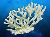 Coral Replica