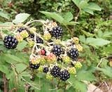 Blackberry Herbal Capsules
