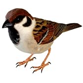 小鳥日和・野鳥美術館 スズメ