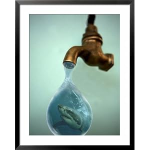 Great White Shark, Carcharodon Carcharias Photography Framed Art Poster Print by Tobias Bernhard, 31×39