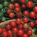 Tiny Tim Tomato 125 Seeds