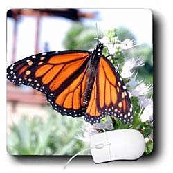 Butterflies - Monarch Butterfly - Mouse Pads