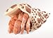 Folkmanis Hermit Crab Puppet