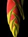 Lobster Claw or False-Bird-Of-Paradise, Heliconia Rostrata, Flower Photographic Poster Print by Joe Petersburger, 24x32