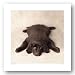 Oscar by Rachael Hale 15.75x15.75 Art Print Poster